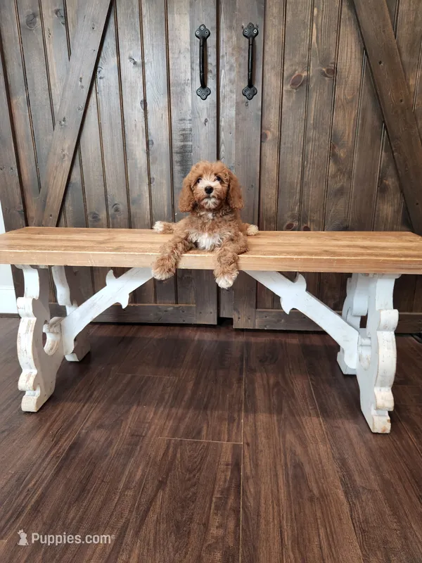 Goalie – Miniature Goldendoodle puppy for sale in Athens, GA