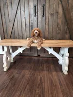 Goalie, a female Miniature Goldendoodle for sale in Athens, GA – 1 of 3