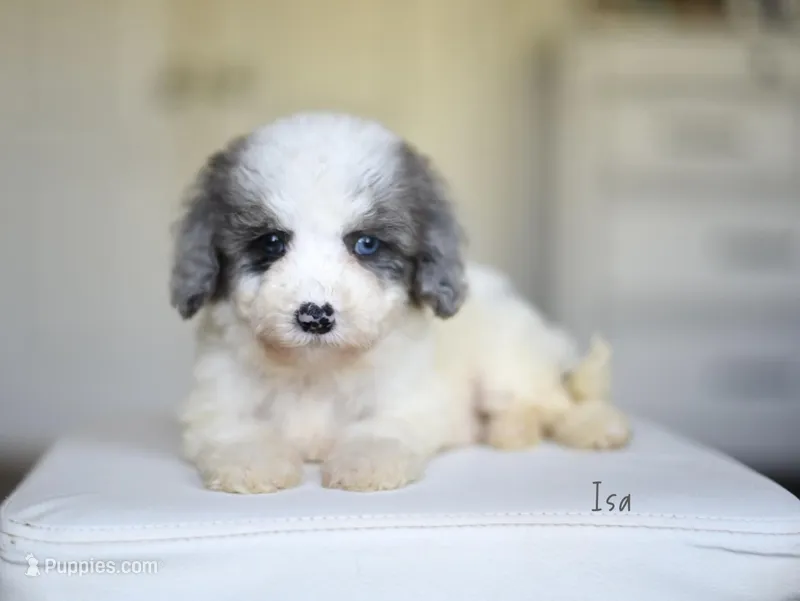 ISA – Miniature Goldendoodle puppy for sale in Athens, GA