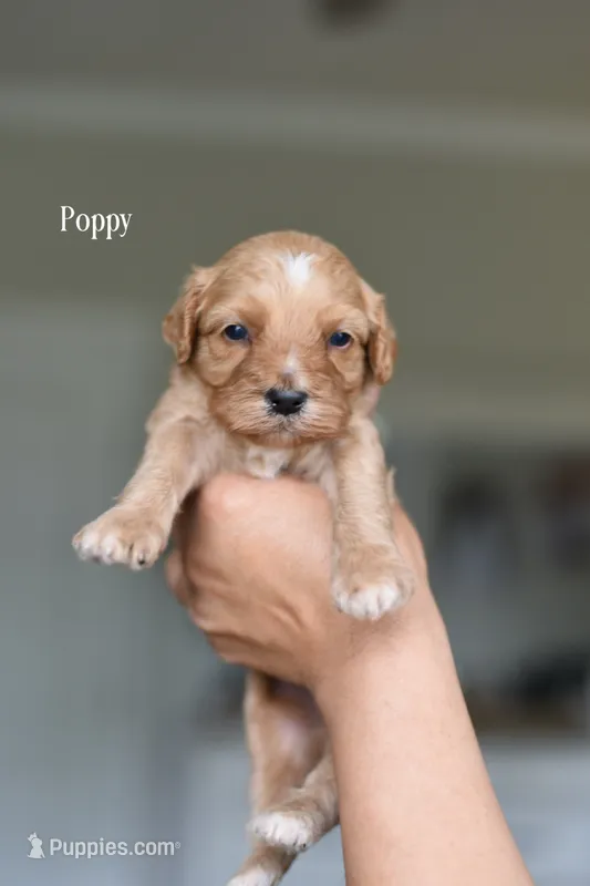 POPPY – Cavapoo, Miniature Goldendoodle puppy for sale in Athens, GA
