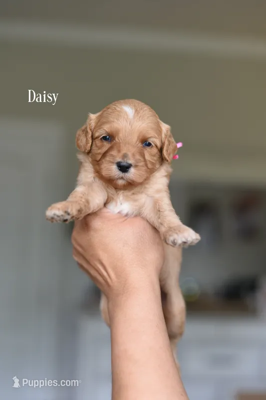 DAISY – Cavapoo, Miniature Goldendoodle puppy for sale in Athens, GA
