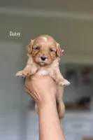 DAISY, a female Cavapoo and Miniature Goldendoodle for sale in Athens, GA – 1 of 1