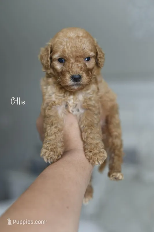 OLLIE – Poodle - Miniature , Miniature Goldendoodle puppy for sale in Athens, GA