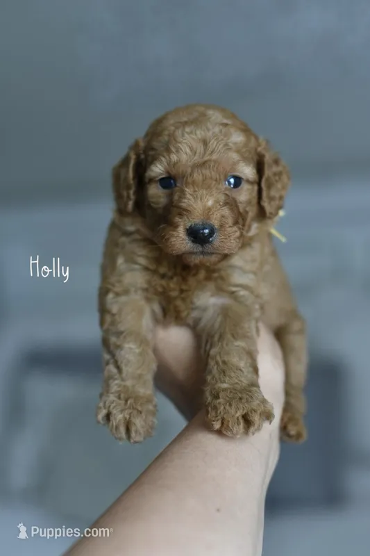 HOLLY – Poodle - Miniature , Miniature Goldendoodle puppy for sale in Athens, GA