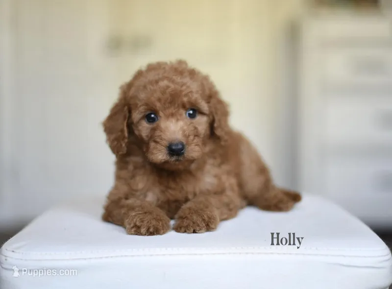 HOLLY – Poodle - Miniature , Miniature Goldendoodle puppy for sale in Athens, GA