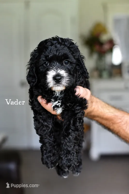 VADER – Bernedoodle puppy for sale in Athens, GA