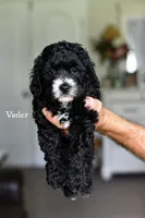 VADER, a male Bernedoodle for sale in Athens, GA – 1 of 1