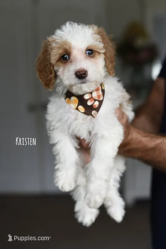 KRISTEN – Miniature Goldendoodle puppy for sale in Athens, GA