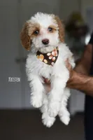 KRISTEN, a male Miniature Goldendoodle for sale in Athens, GA – 1 of 1