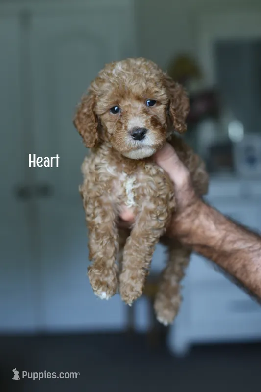 HEART – Miniature Goldendoodle puppy for sale in Athens, GA