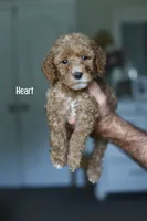 HEART, a female Miniature Goldendoodle for sale in Athens, GA – 1 of 1