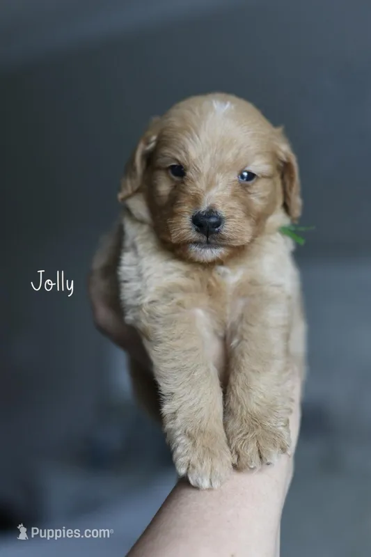 JOLLY – Poodle - Miniature , Miniature Goldendoodle puppy for sale in Athens, GA