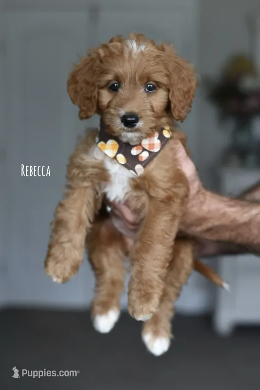 REBECCA – Miniature Goldendoodle puppy for sale in Athens, GA