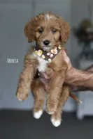 REBECCA, a male Miniature Goldendoodle for sale in Athens, GA – 1 of 1