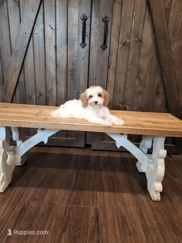 Cleats – Miniature Goldendoodle puppy for sale in Athens, GA