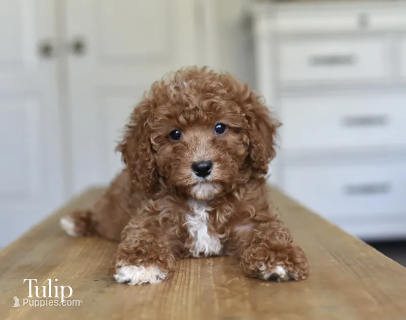 TULIP – Cavapoo, Miniature Goldendoodle puppy for sale in Athens, GA