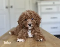 TULIP, a female Cavapoo and Miniature Goldendoodle for sale in Athens, GA – 1 of 2