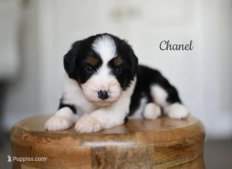 CHANEL – Miniature Aussiedoodle puppy for sale in Athens, GA