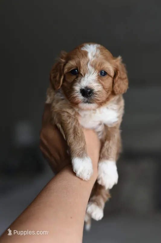 UNO – Cavapoo puppy for sale in Athens, GA