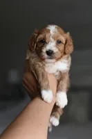 Lucky, a male Cavapoo for sale in Athens, GA – Photo 3 of 4