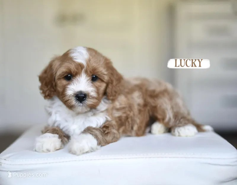 UNO – Cavapoo puppy for sale in Athens, GA