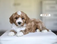 Lucky, a male Cavapoo for sale in Athens, GA – Photo 1 of 4