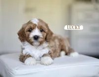 Lucky, a male Cavapoo for sale in Athens, GA – Photo 2 of 4