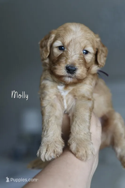 MOLLY – Poodle - Miniature , Miniature Goldendoodle puppy for sale in Athens, GA