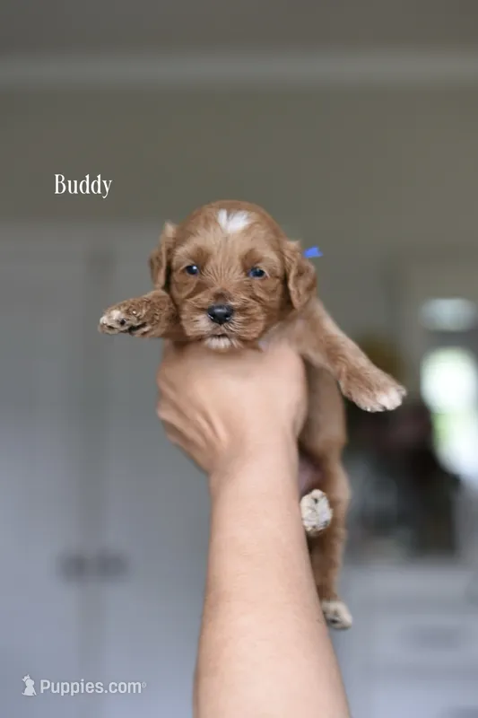 BUDDY  – Cavapoo, Miniature Goldendoodle puppy for sale in Athens, GA