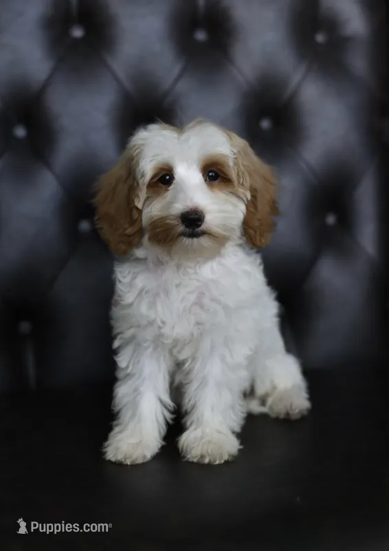 Cleats – Miniature Goldendoodle puppy for sale in Athens, GA