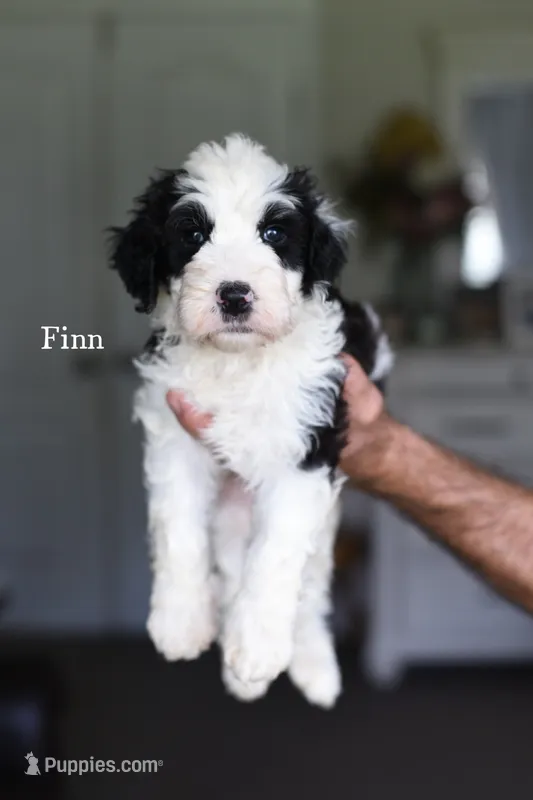 FINN – Bernedoodle puppy for sale in Athens, GA