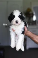 FINN, a male Bernedoodle for sale in Athens, GA – 1 of 1