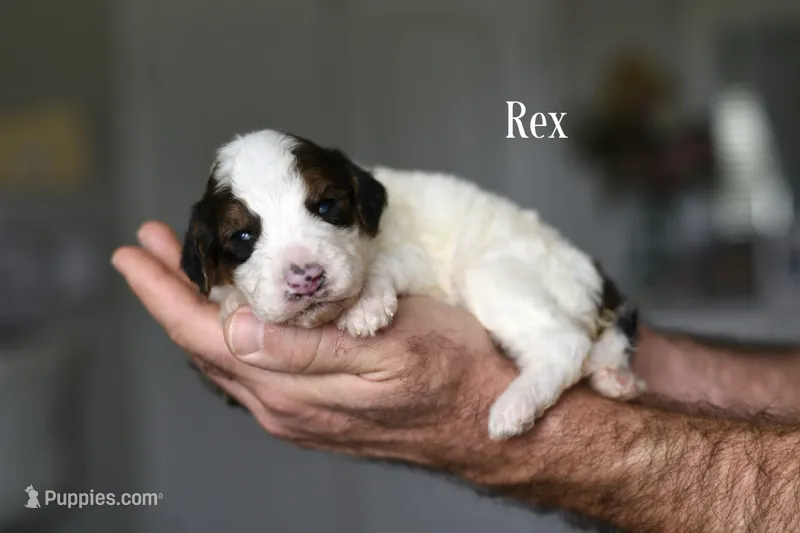 REX