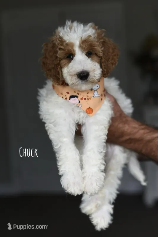 CHUCK – Miniature Goldendoodle puppy for sale in Athens, GA
