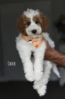 CHUCK, a male Miniature Goldendoodle for sale in Athens, GA – 1 of 1