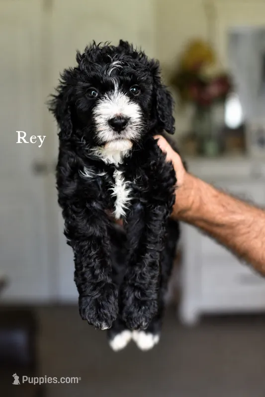 REY – Bernedoodle puppy for sale in Athens, GA