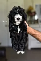 REY, a female Bernedoodle for sale in Athens, GA – 1 of 1