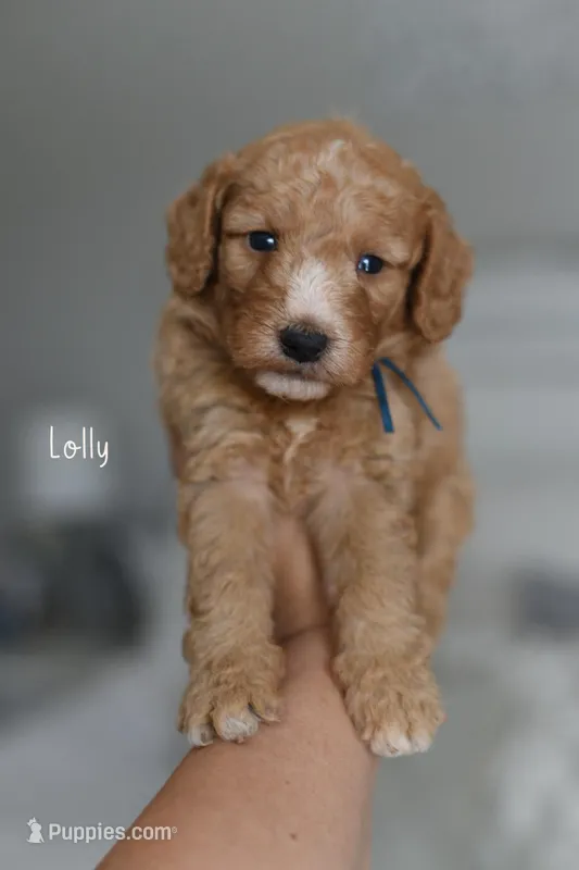 LOLLY – Poodle - Miniature , Miniature Goldendoodle puppy for sale in Athens, GA