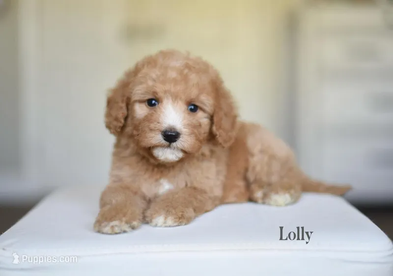 LOLLY – Poodle - Miniature , Miniature Goldendoodle puppy for sale in Athens, GA