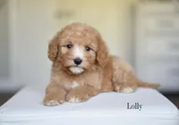LOLLY, a male Poodle - Miniature  and Miniature Goldendoodle for sale in Athens, GA – 1 of 2
