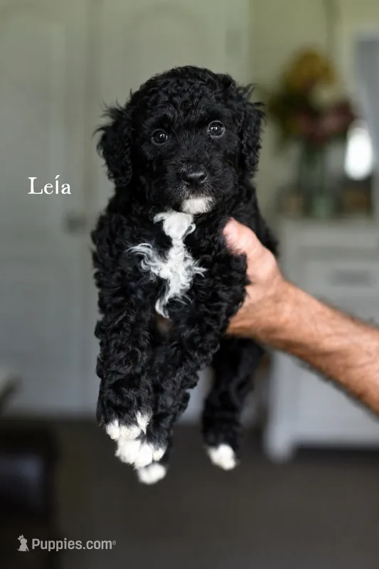 LEIA – Bernedoodle puppy for sale in Athens, GA