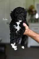 LEIA, a female Bernedoodle for sale in Athens, GA – 1 of 1