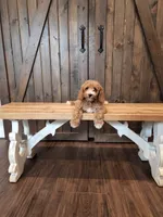 Goalie, a female Miniature Goldendoodle for sale in Athens, GA – 2 of 3