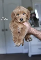 DUKE , a male Miniature Goldendoodle for sale in Athens, GA – 1 of 1