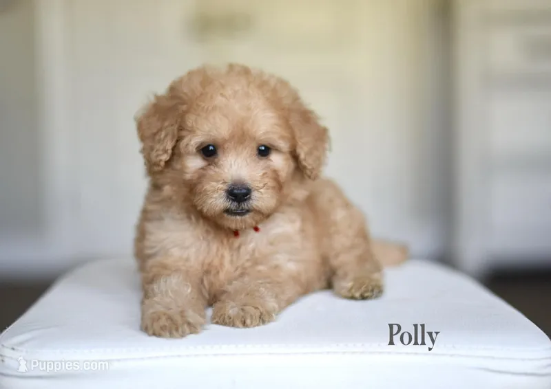 POLLY – Poodle - Miniature , Miniature Goldendoodle puppy for sale in Athens, GA