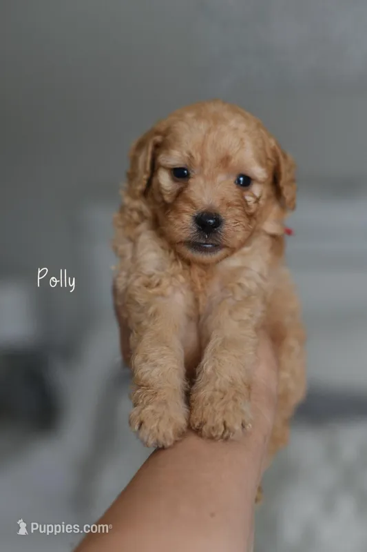 POLLY – Poodle - Miniature , Miniature Goldendoodle puppy for sale in Athens, GA