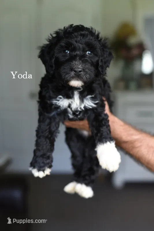 YODA  – Bernedoodle puppy for sale in Athens, GA
