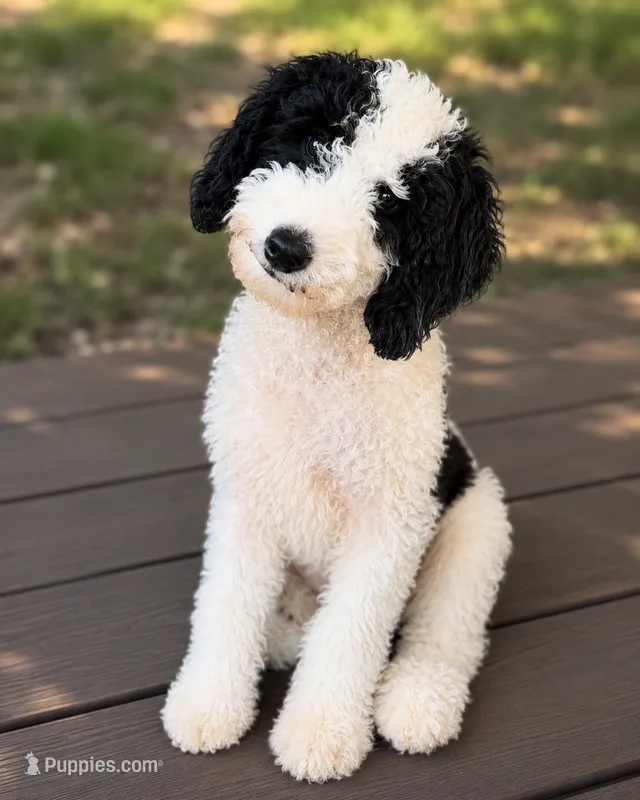 Jersey – Miniature Goldendoodle puppy for sale in Athens, GA