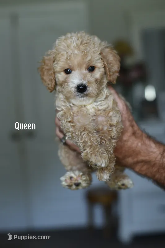 QUEEN – Miniature Goldendoodle puppy for sale in Athens, GA