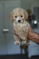 QUEEN, a female Miniature Goldendoodle for sale in Athens, GA – 1 of 1